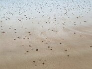 unbenannt-63-8 Wattwürmer am Strand in Sables