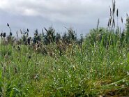 Aufhellung-23-2 Da hängt er, der Regen