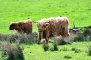 850_8972-2 Schottische Hochlandrinder